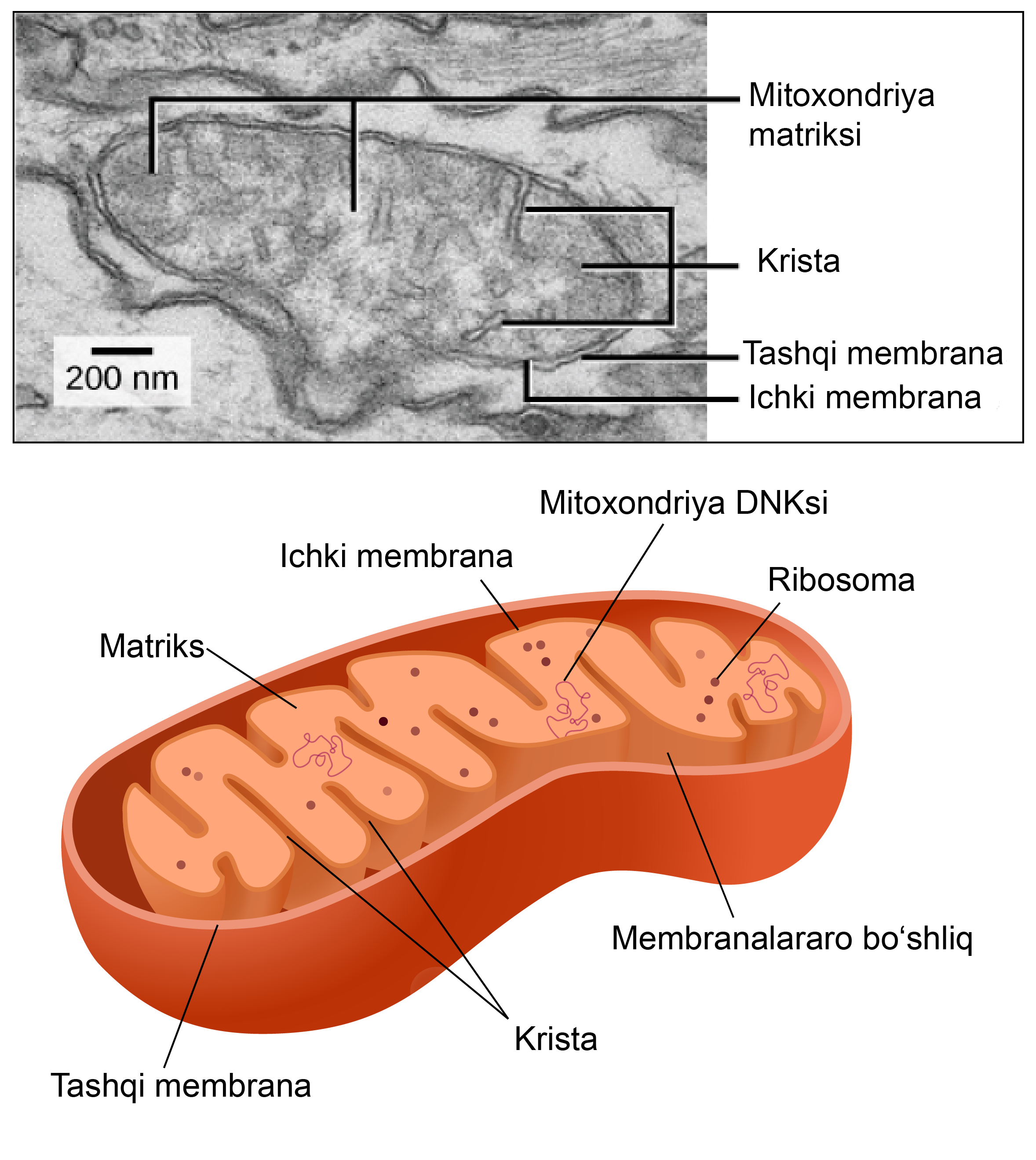 Jinsiy külot ichida porno onlayn