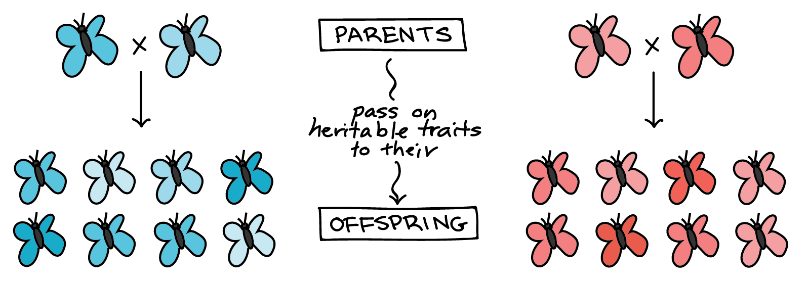 Darwin Evolution Natural Selection Article Khan Academy