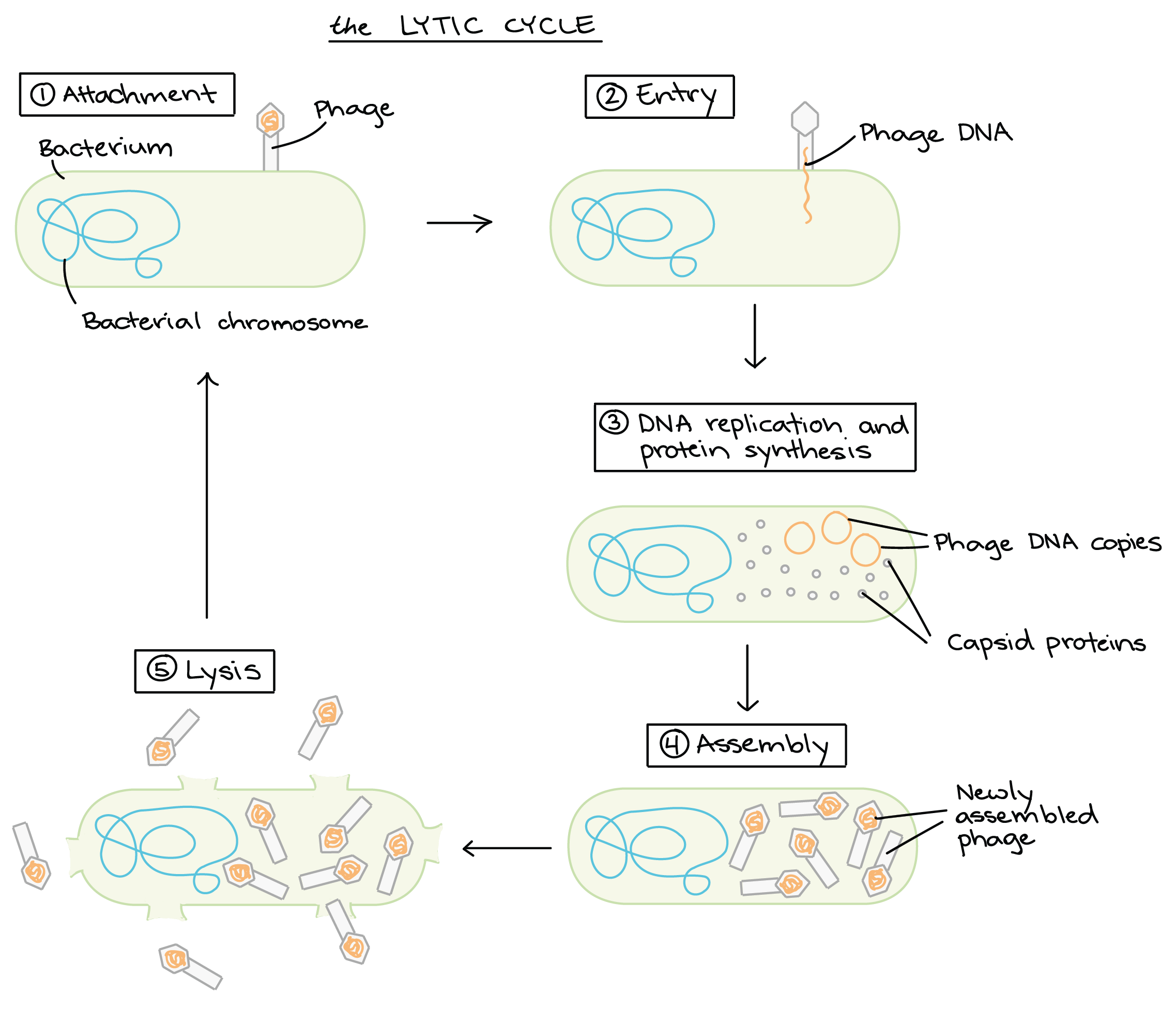 lytic cycle diagram 5 steps