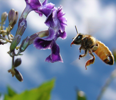 Image of a bee. The bee's exoskeleton (hard outer shell) contains chitin, which is made out of modified glucose units that have a nitrogenous functional group attached to them.