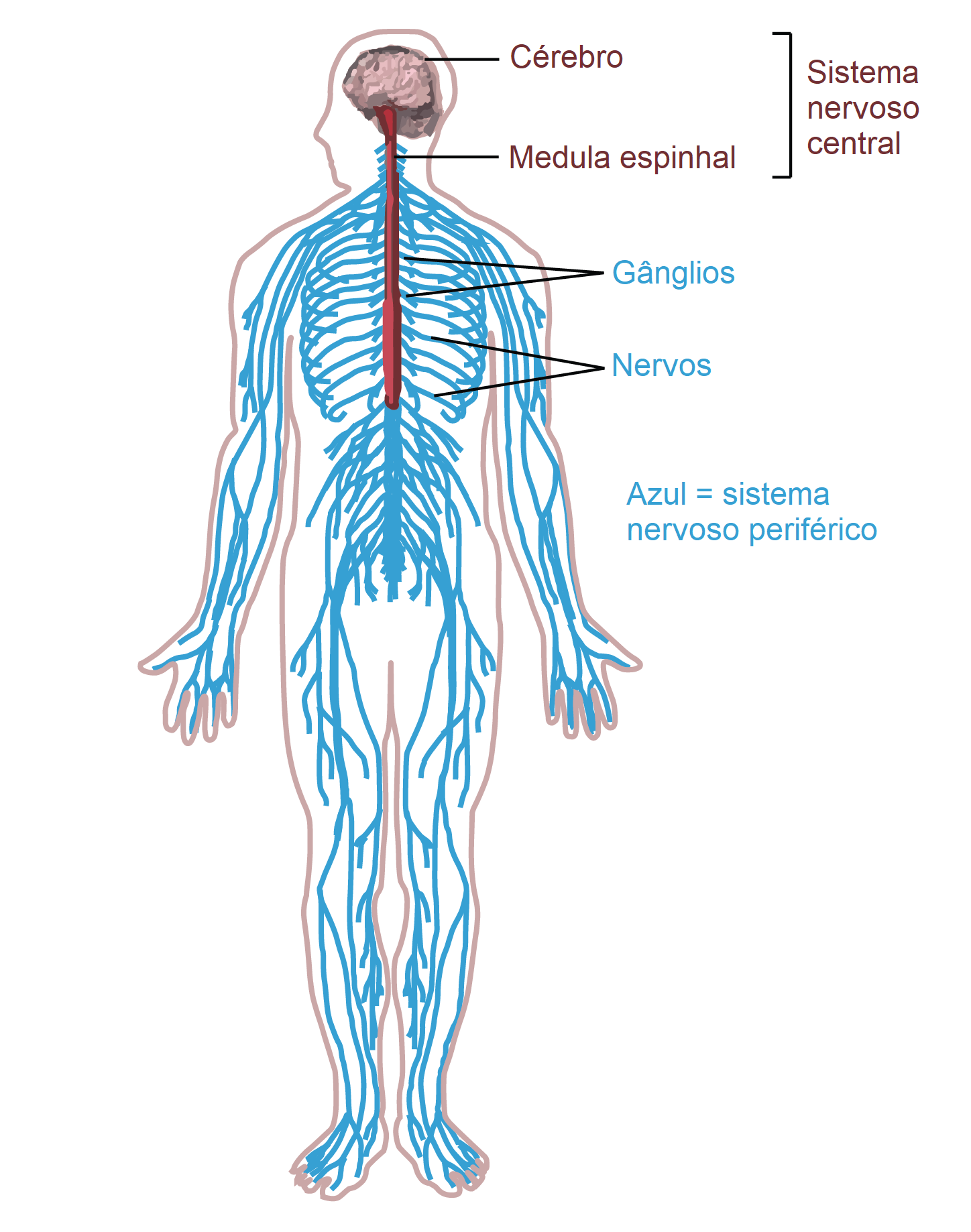 Painel Sistema Nervoso Central