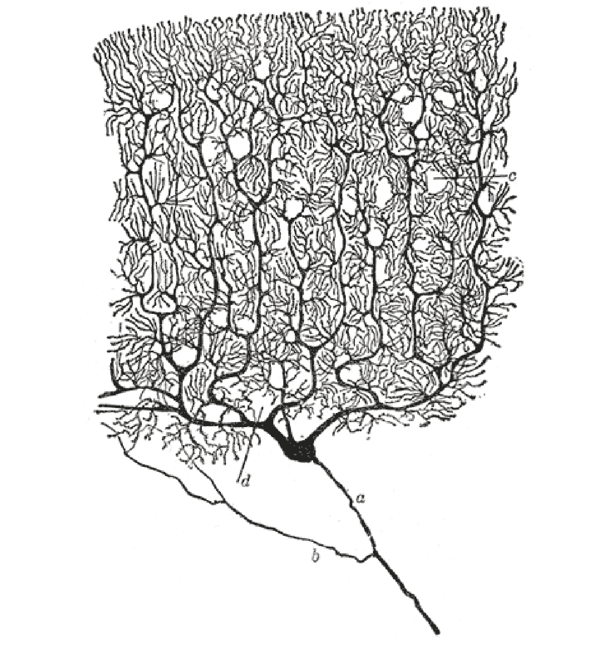 Figure 11.3.2: Parts of a Neuron in the CNS, A neuron has a…