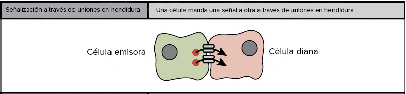 La señalización por medio de uniones en hendidura. Una célula envía una señal a una célula vecina conectada por medio de uniones en hendidura. Las señales viajan de una célula a otra atravesando las uniones en hendidura.