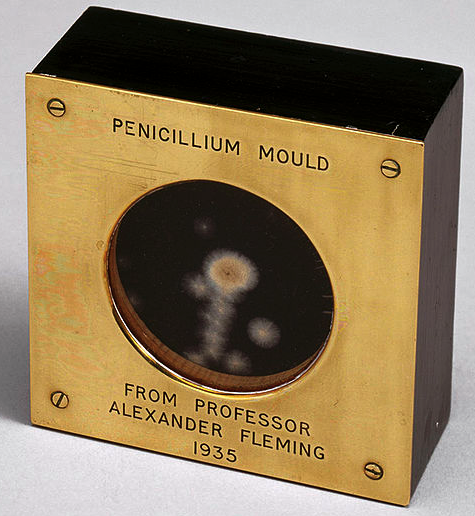 Imagem de um bloco metálico com visor contendo uma amostra do mofo produtor da penicilina. O bloco foi dado a Douglas Macleod por Alexander Fleming. 