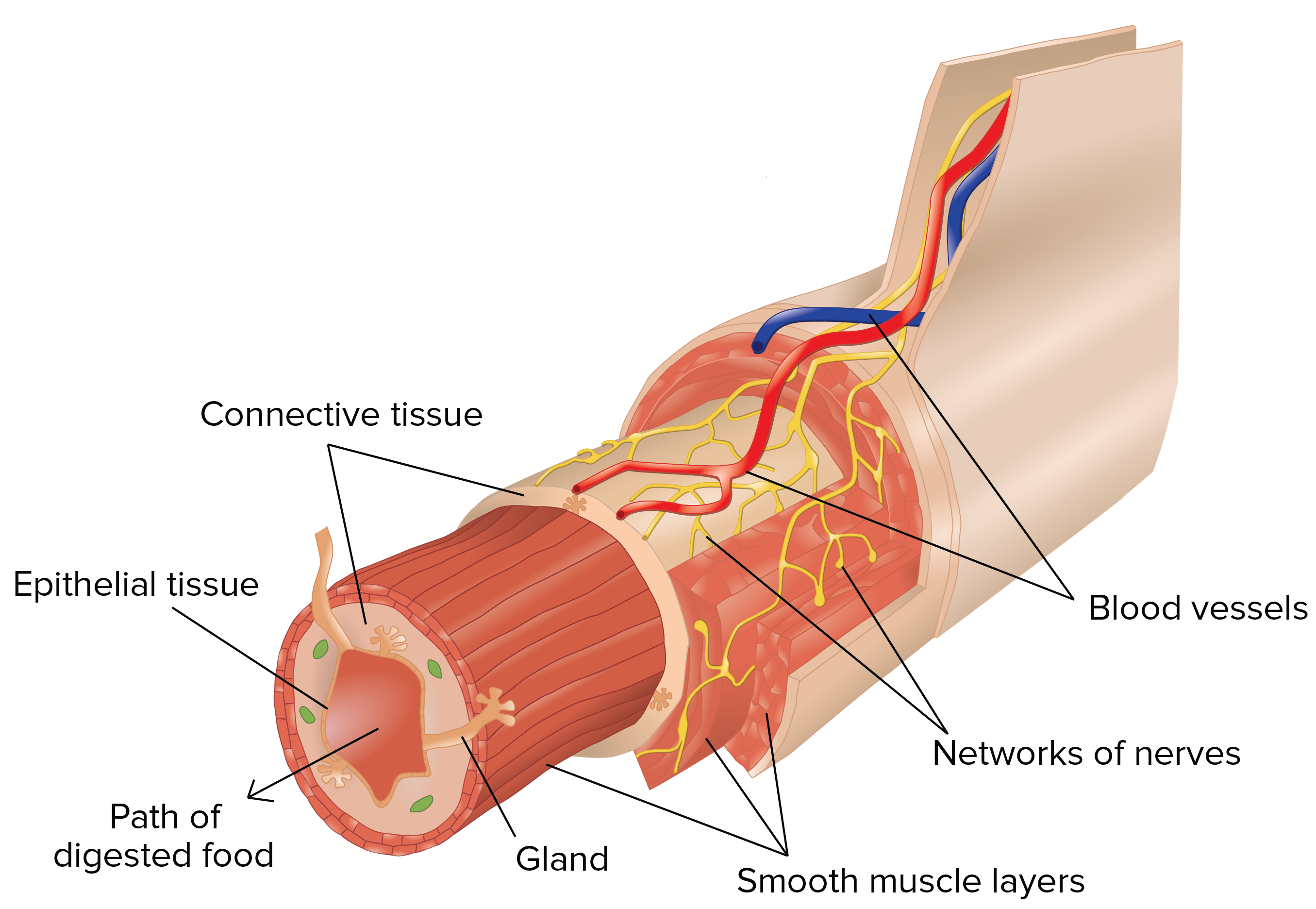 connective tissue body diagram