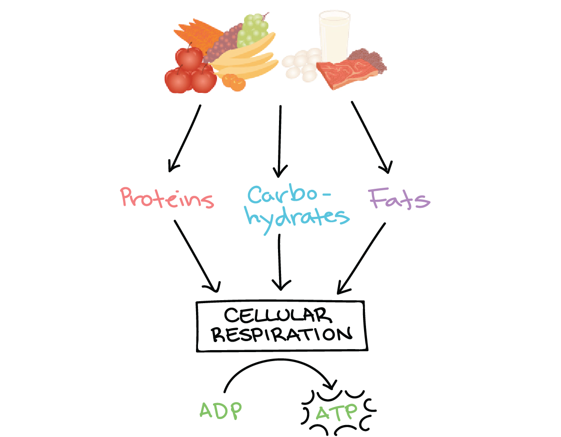 food metabolism