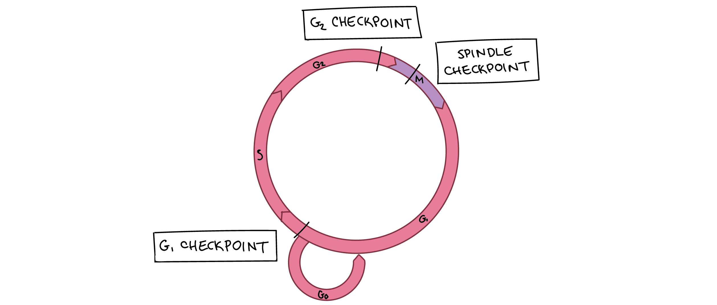 Diagram of cell cycle with checkpoints marked. G1 checkpoint is near the end of G1 (close to the G1/S transition). G2 checkpoint is near the end of G2 (close to the G2/M transition). Spindle checkpoint is partway through M phase, and more specifically, at the metaphase/anaphase transition.