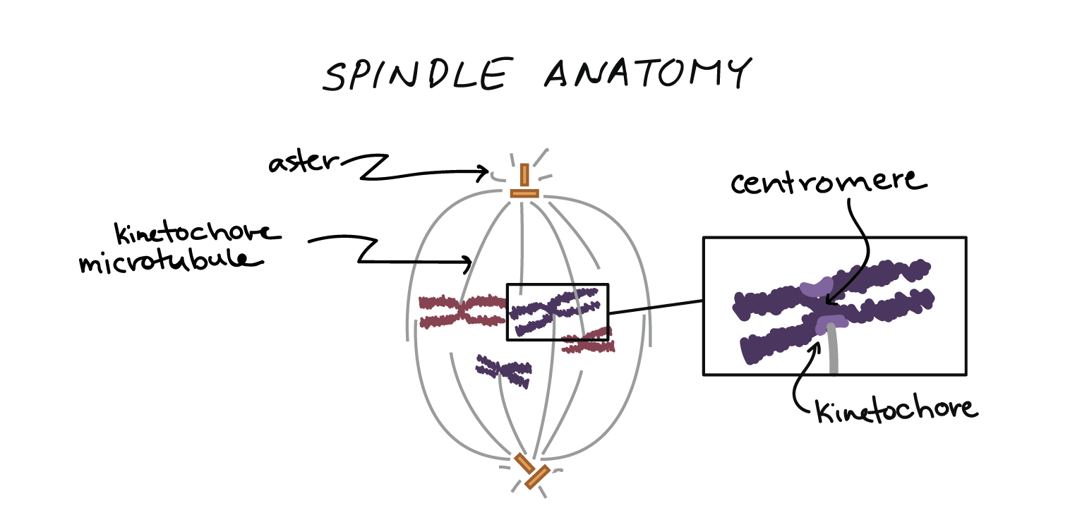 Anatomy of the mitotic spindle. Diagram indicating kinetochore microtubules (bound to kinetochores) and the aster. The aster is an array of microtubules that radiates out from the centrosome towards the cell edge. Diagram also indicates the centromere region of a chromosome, the narrow "waist" where the two sister chromatids are most tightly connected, and the kinetochore, a pad of proteins found at the centromere.