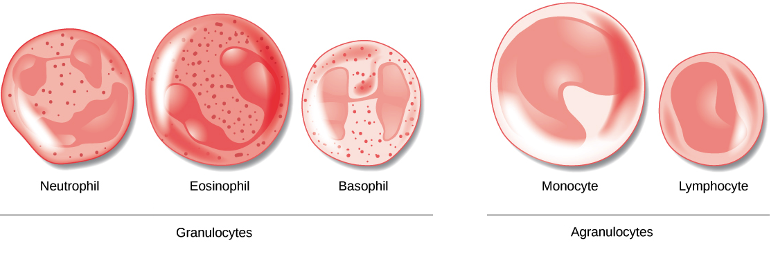 red blood cells diagram labelled simple