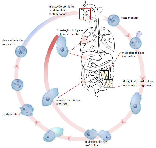 Doencas Por Protozoarios