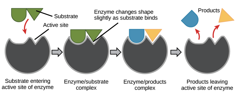 simple enzyme structure