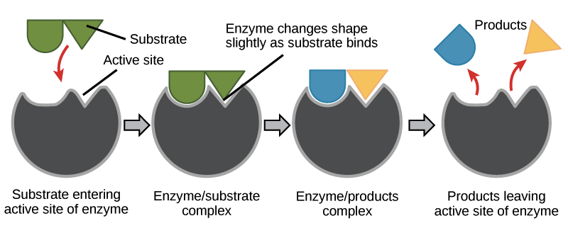 diagram of enzyme catalyzed reaction