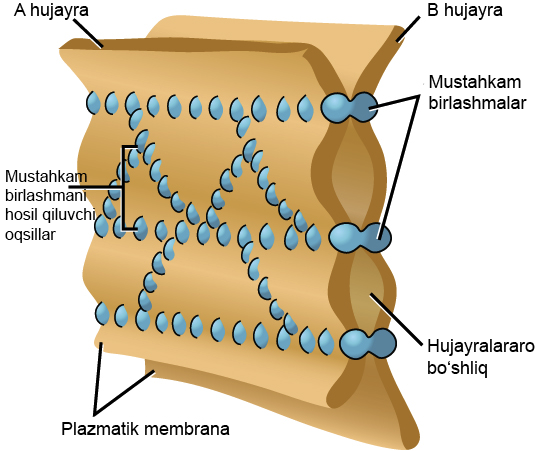 Yalangoch Aliksning surati