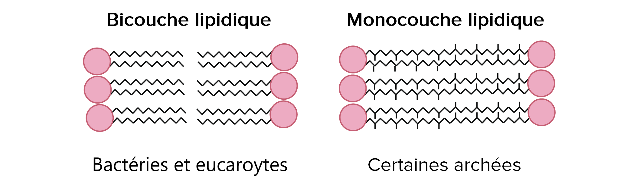 structure du peptidoglycane paroi cellulaire bactérienne