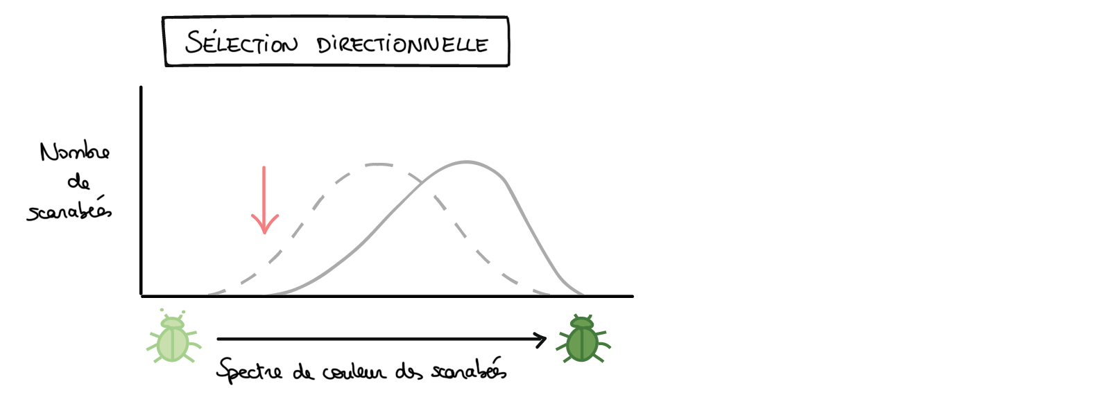 graphique de sélection stabilisant