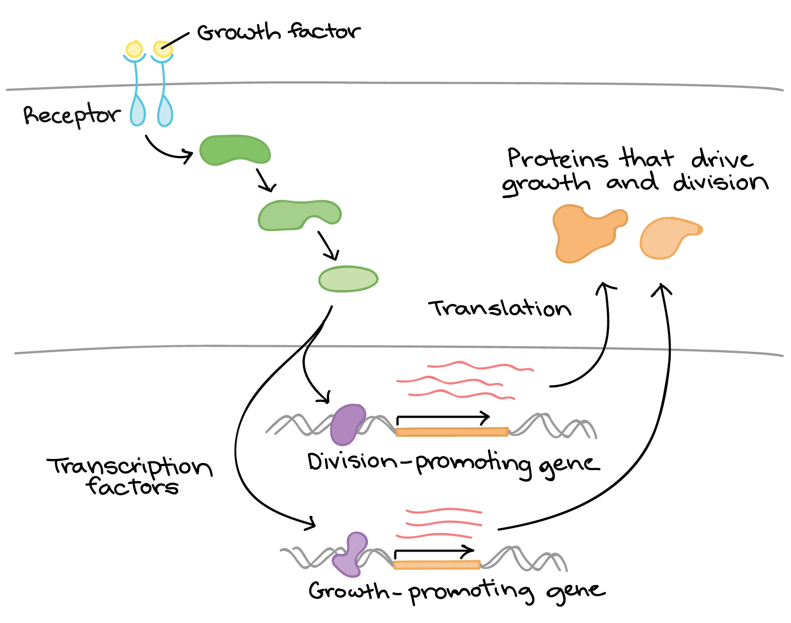 in eukaryotes, activator proteins bind to _____; generalized transcription factors bind to _____