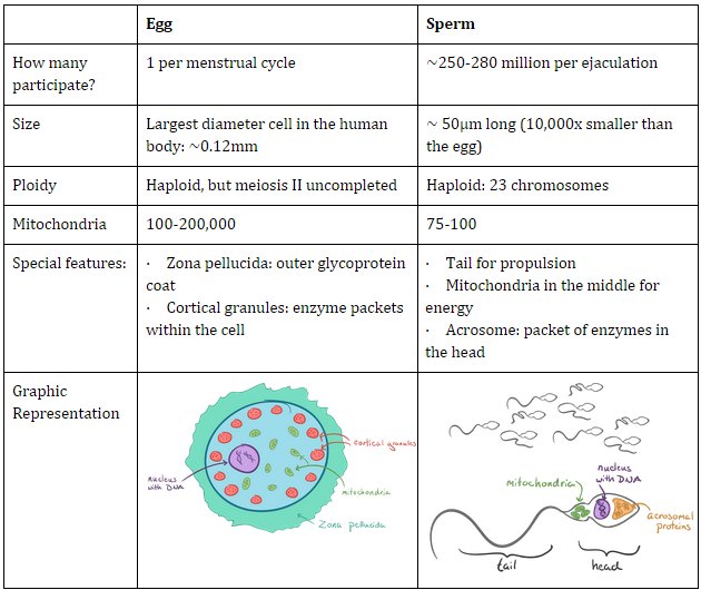 Sperm Maturation Process