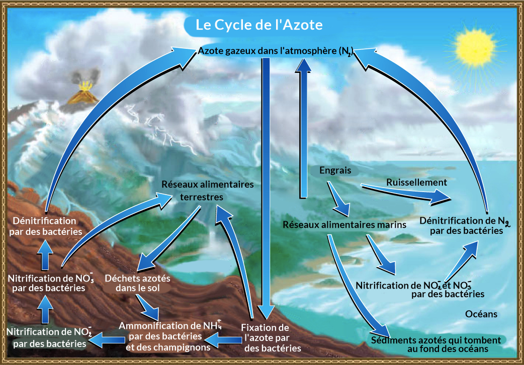 Le cycle de l'azote - Labster