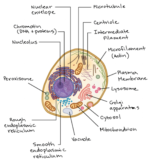 vacuole animal cell micrograph