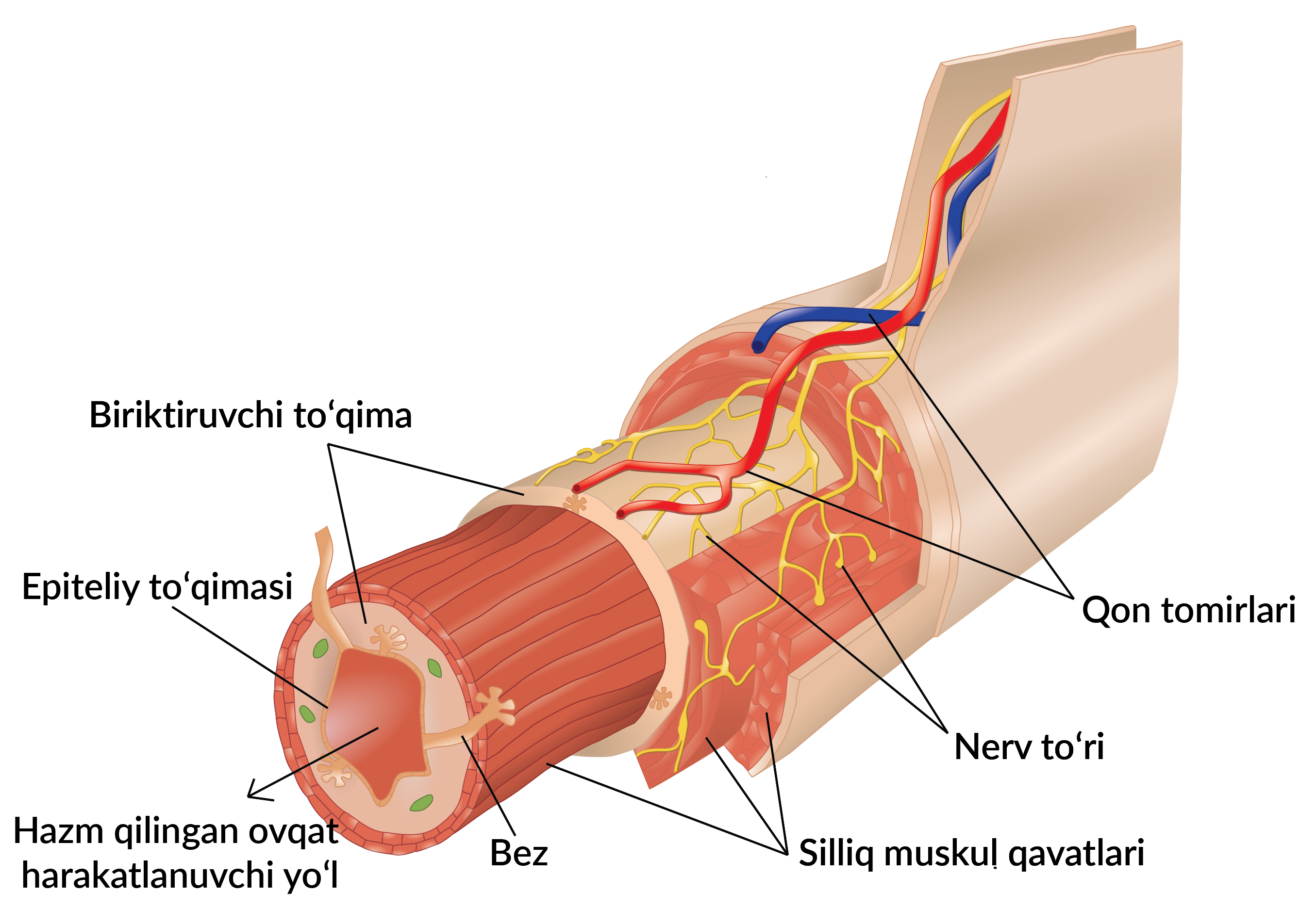 Men eshagimga dildo tiqdim