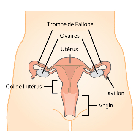 Schema Appareil Reproducteur