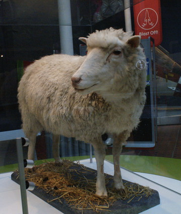 Gambar sisa-sisa taksidermi dari domba hasil kloning Dolly, di Museum Nasional Skotlandia, Edinburgh.