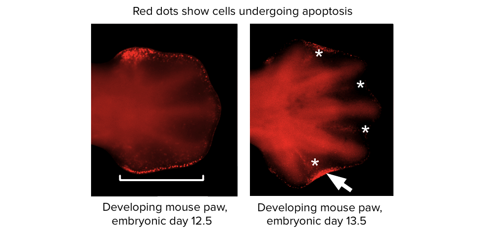 Apoptosis Article Developmental Biology Khan Academy