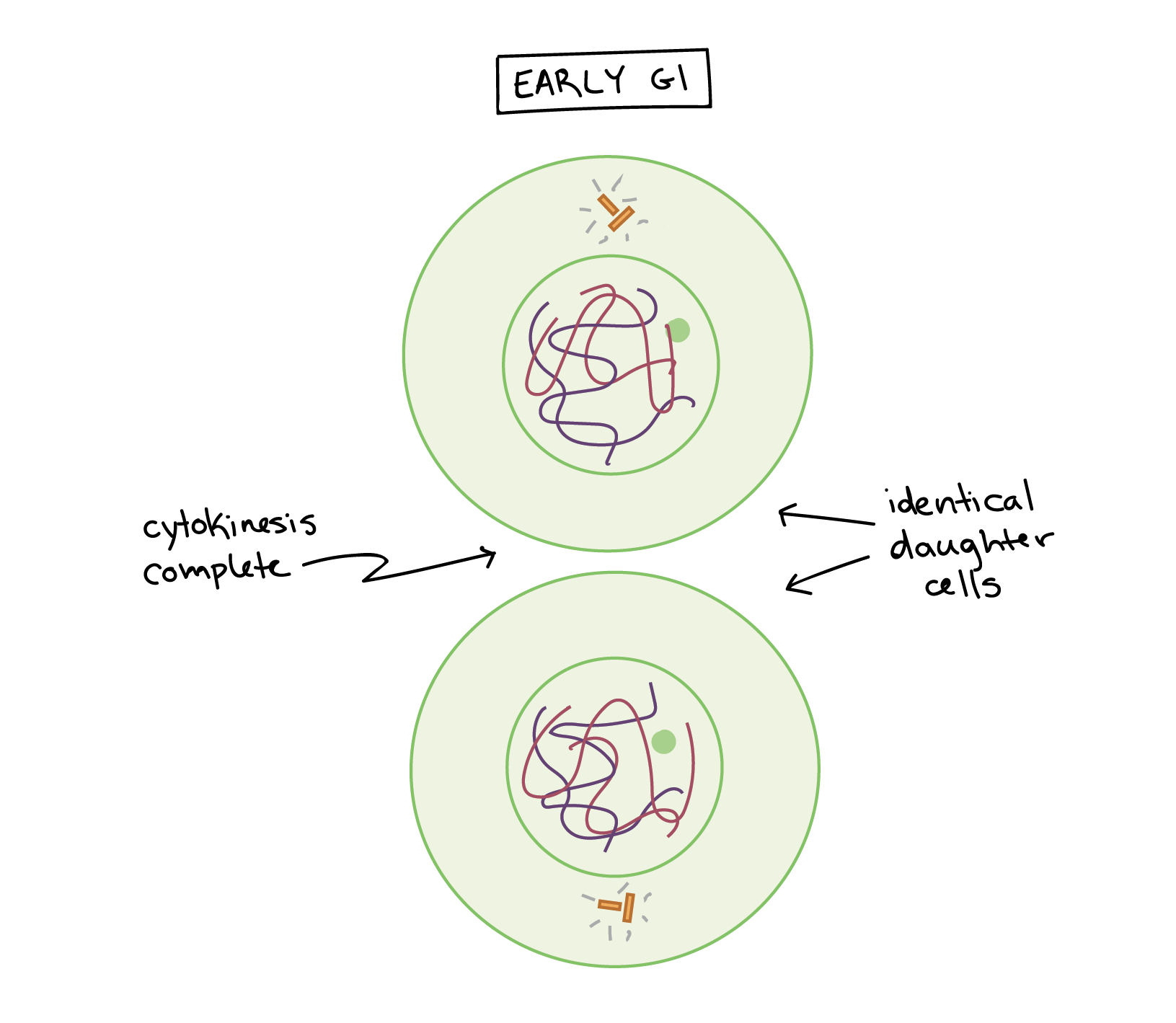 5 stages of mitosis mitosis flip book answers