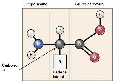 Imagen de un aminoácido, indicando el grupo amino, grupo carboxilo, carbono alfa y grupo R.