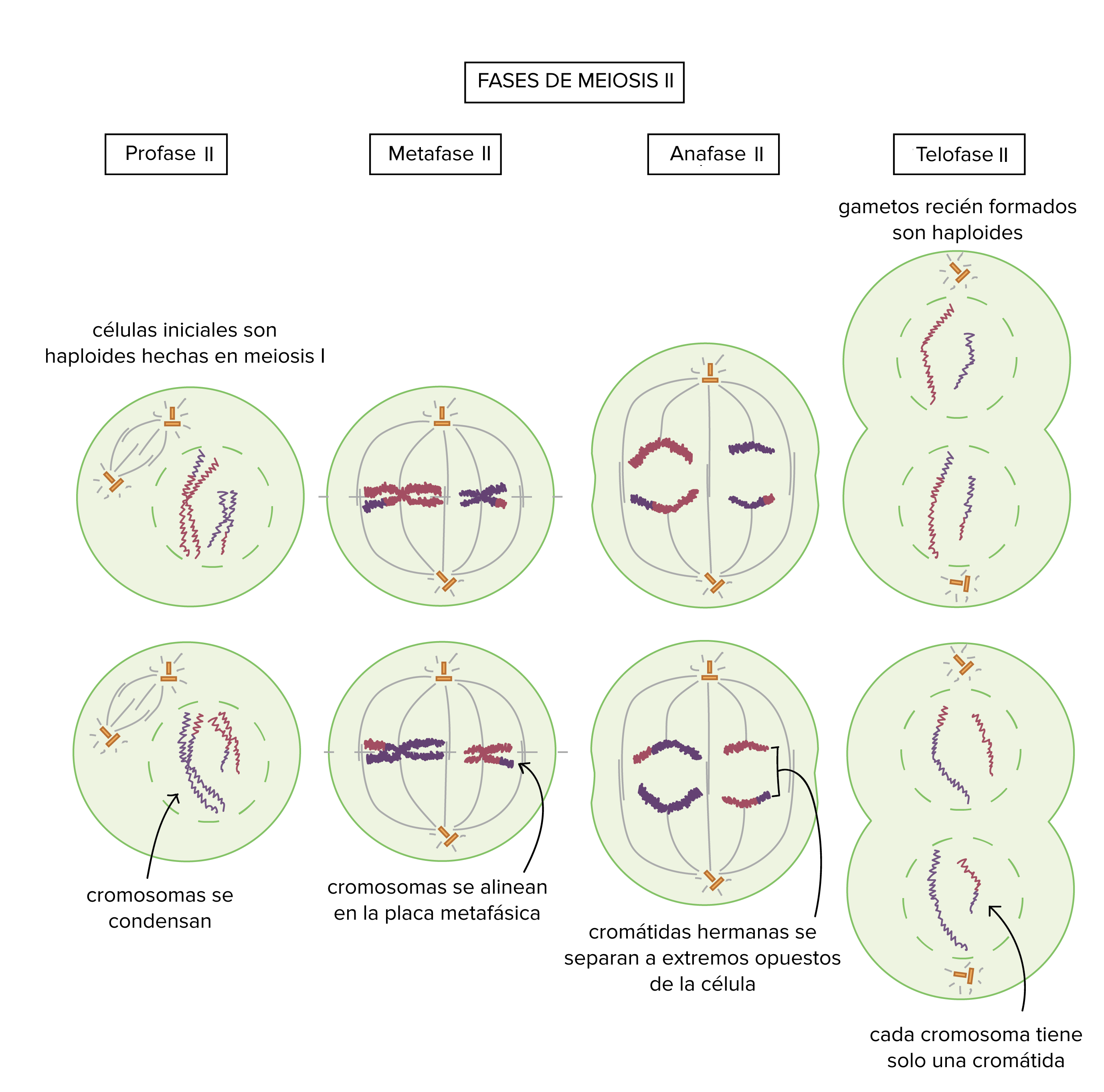 Fases de la meiosis II

Profase II: las células iniciales son las células haploides hechas en la meiosis I. Los cromosomas se condensan.

Metafase II: los cromosomas se alinean en la placa metafásica.

Anafase II: las cromátidas hermanas se separan en extremos opuestos de la célula.

Telofase II: los gametos recién formados son haploides y cada cromosoma tiene solo una cromátida.