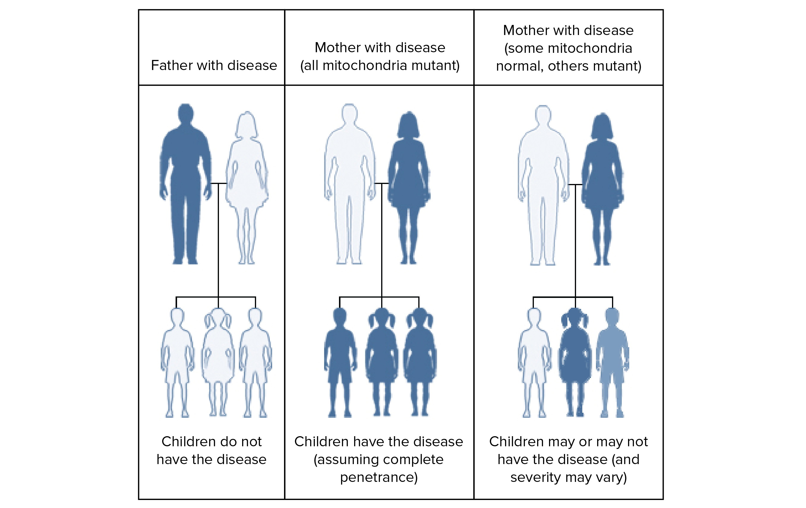 Diagrama mostrando os padrões de herança de distúrbios causados por mutações no DNA mitocondrial.

Pai afetado e mãe não afetada produzem somente filhos não afetados

Pai não afetado e mãe afetada, com mitocôndrias uniformemente anormais (portadoras de mutação), produzem somente filhos afetados (presumindo uma completa penetração do distúrbio).

Pai não afetado e mãe afetada, com uma mistura de mitocôndrias anormais (portadoras de mutação) e normais, podem produzir filhos com uma variedade de fenótipos, desde não afetados a levemente afetados e, ainda, severamente afetados. Estes fenótipos diferentes refletem a herança de proporções variáveis de mitocôndrias normais e anormais.