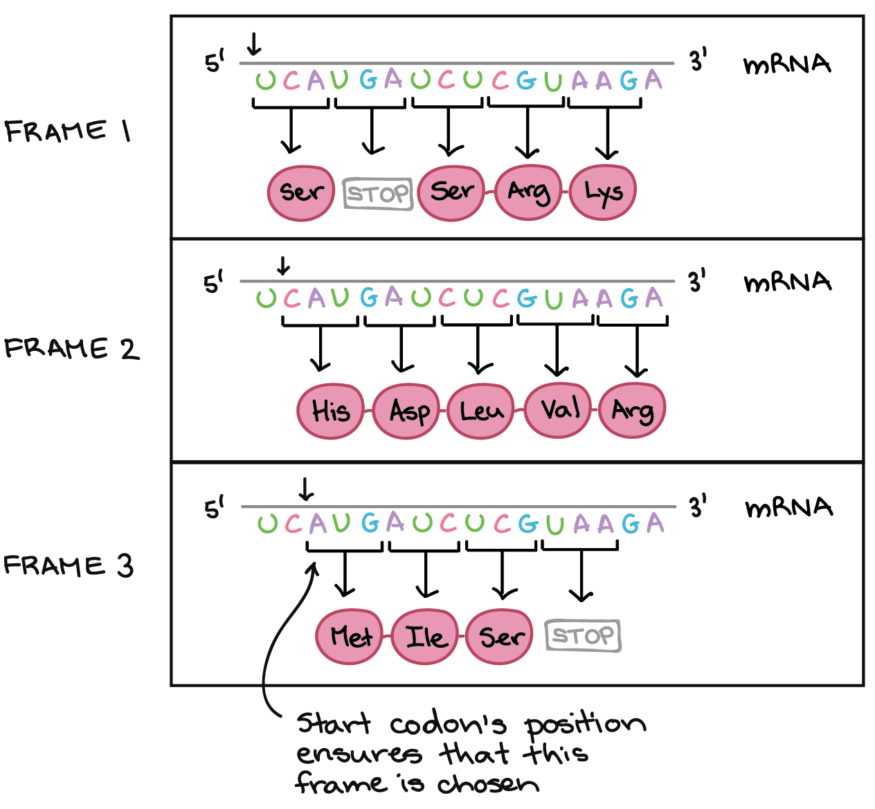 Codon Chart How To Use