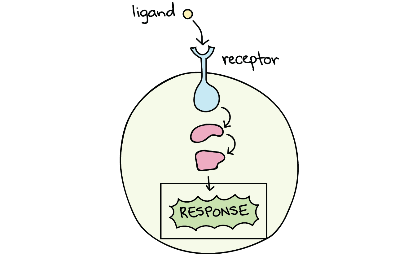 cellular response