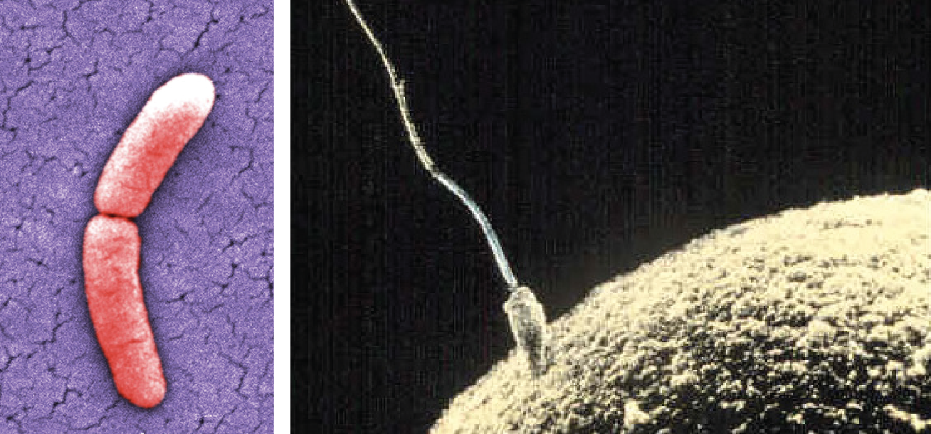 Esquerda: Figura de uma bactéria Salmonella dividindo-se em duas bactérias. Direita: Figura da união de um espermatozóide e óvulo na fecundação.