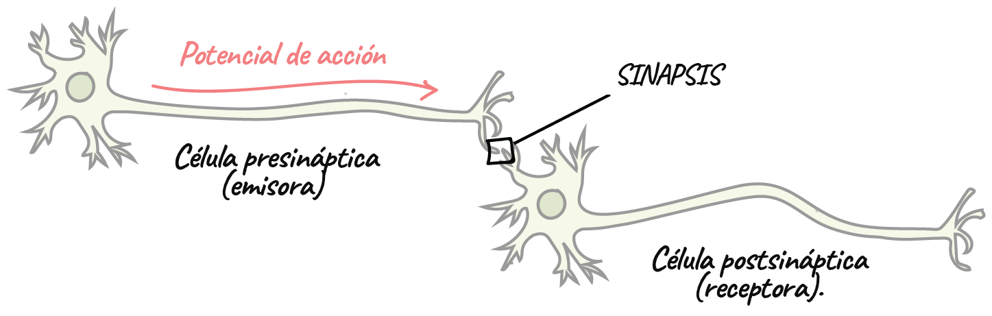 La sinapsis (artículo) | Biología humana | Khan Academy