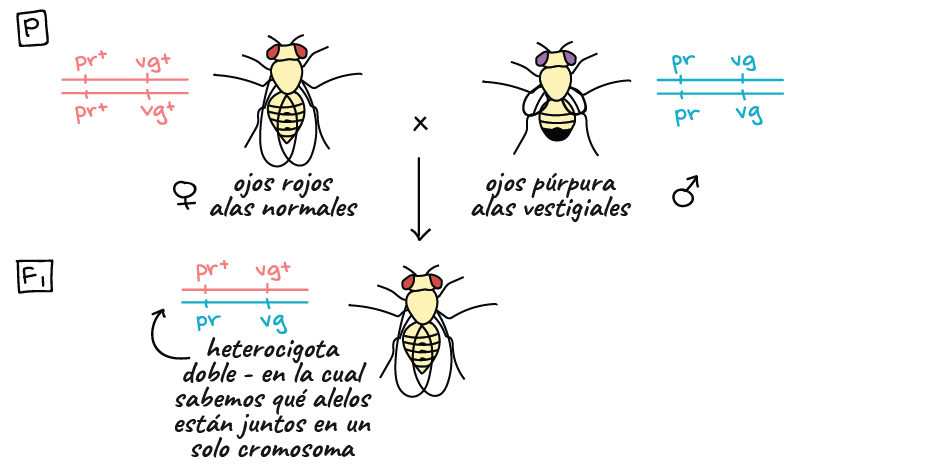 enlace genético y recombinación