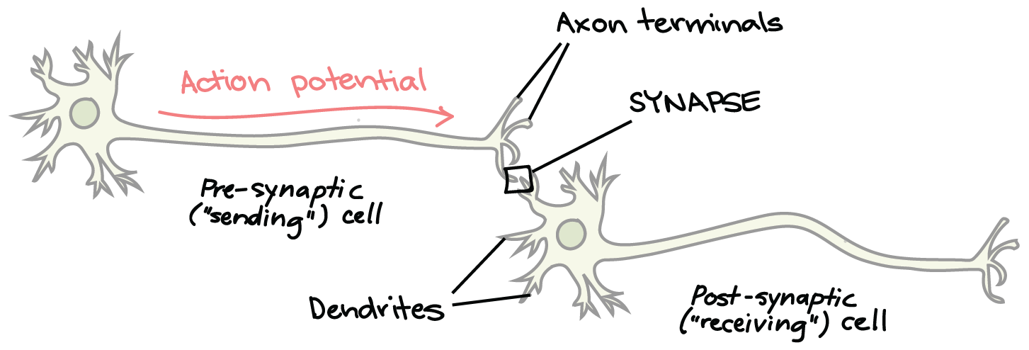 synaptic terminal neuron