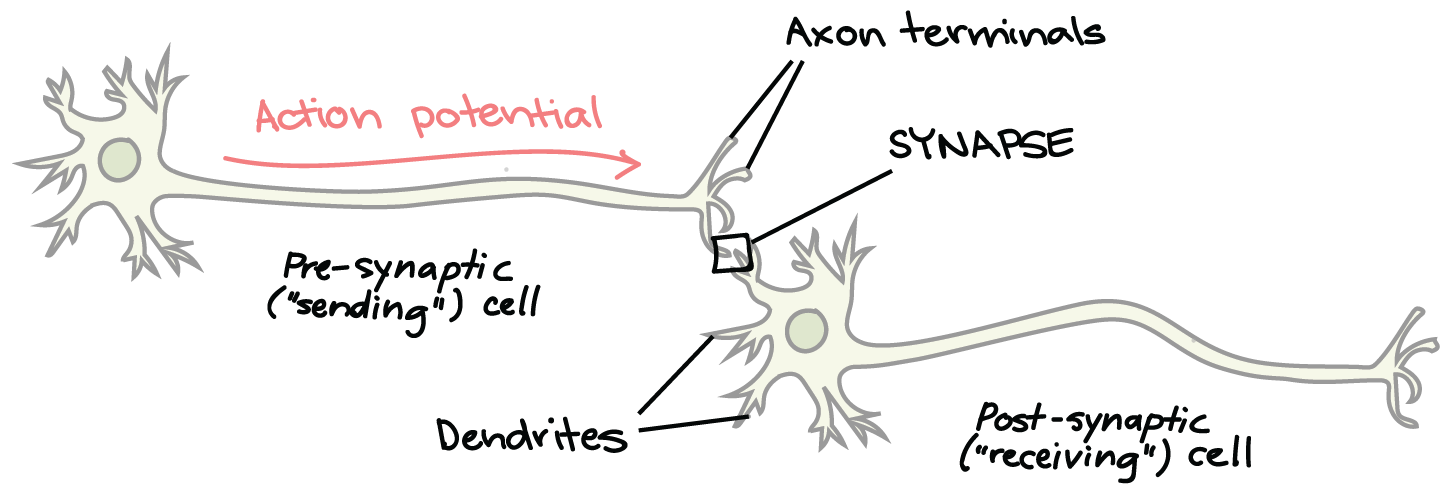 action potential diagram synapse