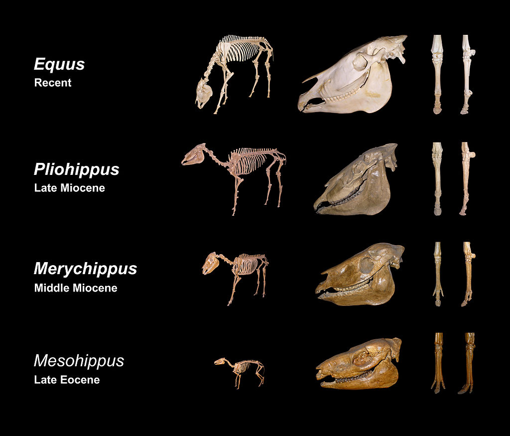 Top 36+ imagen fossil evidence of evolution