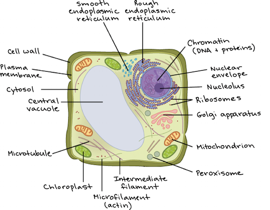 Intro To Eukaryotic Cells Article Khan Academy