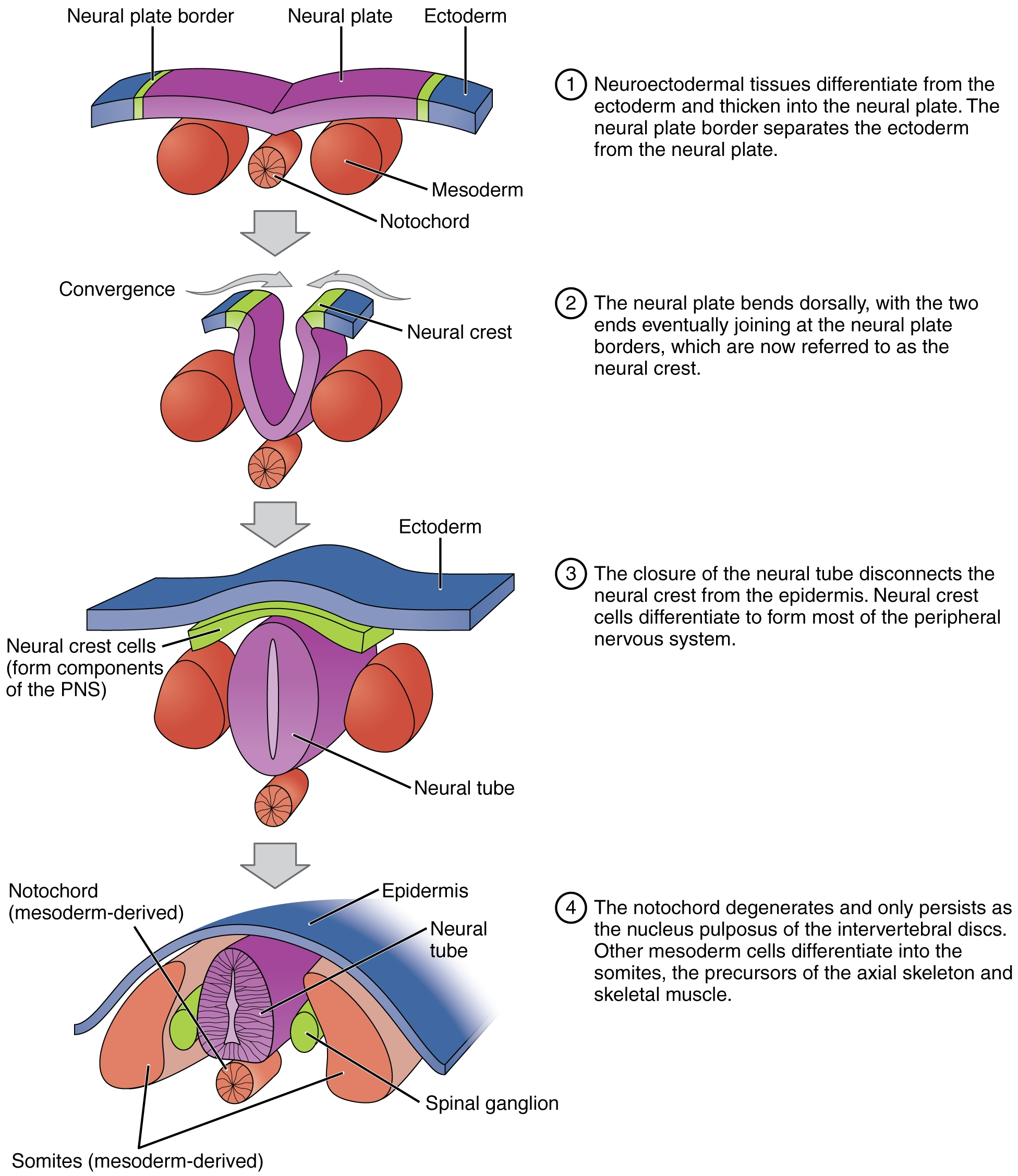 Human embryogenesis (article) | Embryology | Khan Academy
