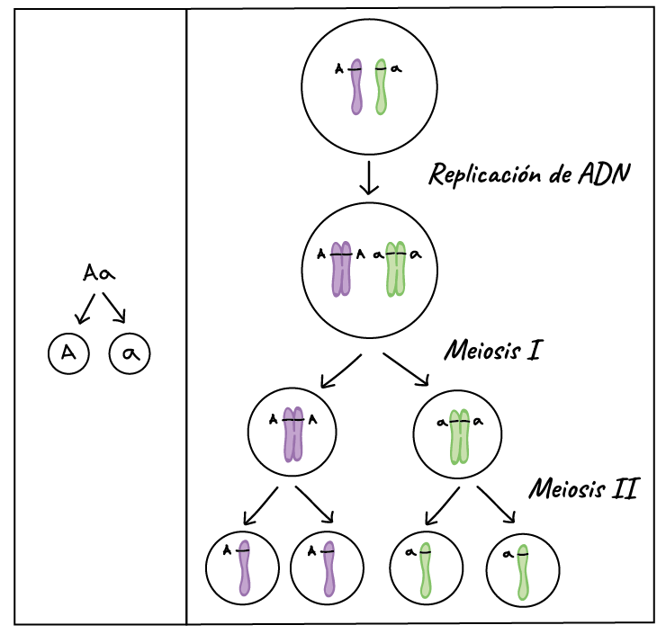 Diagrama que compara:

1) la segregación de alelos en los gametos: un organismo Aa produce gametos A y gametos a

con

2) la segregación de cromosomas en los gametos durante la meiosis. Un cromosoma homólogo lleva un alelo A, mientras que el otro lleva un alelo a en el lugar correspondiente. Durante la meiosis I, se separan los cromosomas homólogos. Durante la meiosis II, las cromátidas de cada cromosoma homólogo se separan. Finalmente, se producen cuatro gametos: dos tienen un cromosoma con un alelo A, y dos tienen un cromosoma con un alelo a.