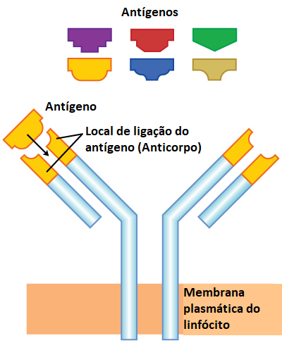 Sabia que o seu sistema imunológico é a sua primeira linha de