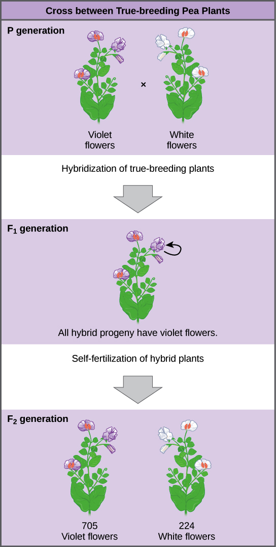 When two pairs of traits are combined in a hybrid , segregation of one pair  of characters is independent of the other pair of characters this explains