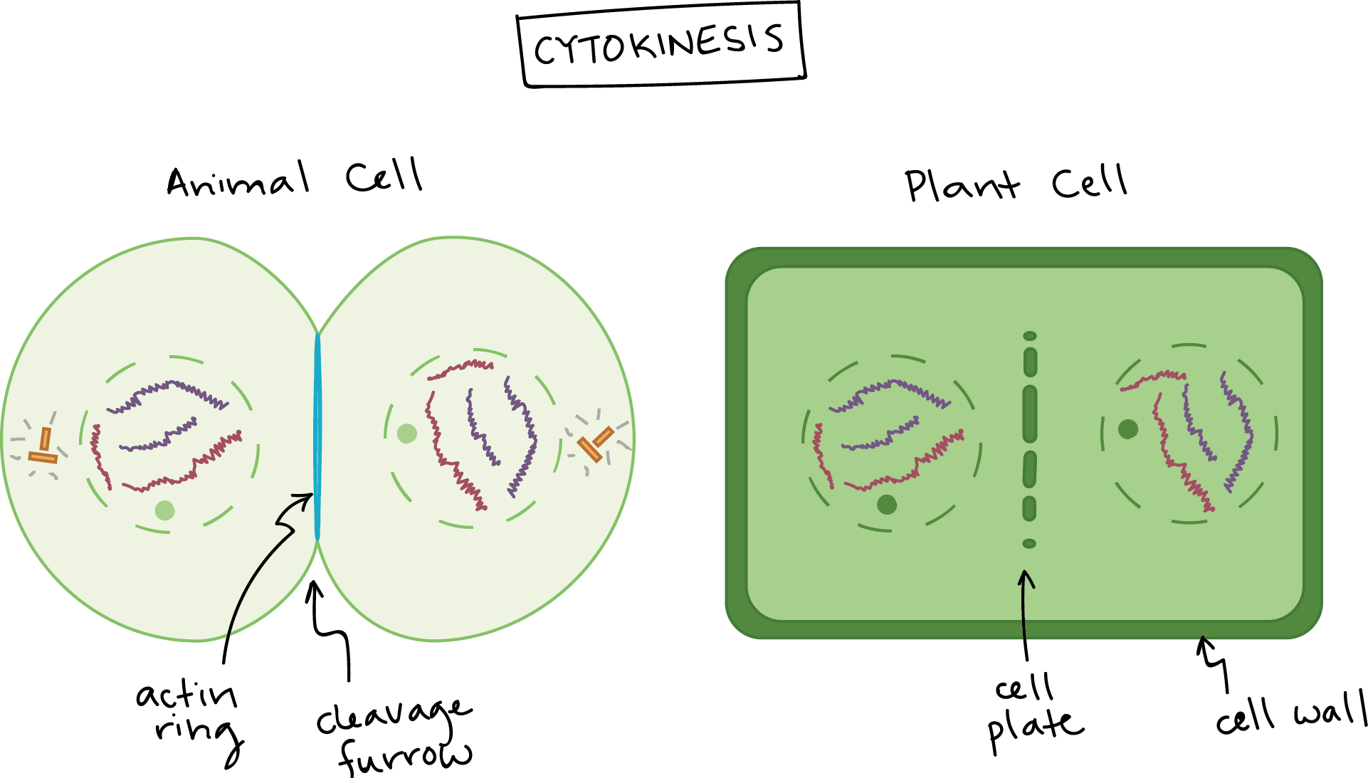 Mitosis Stages Diagram