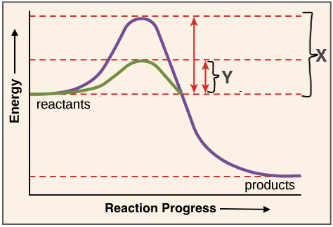 enzyme activation energy