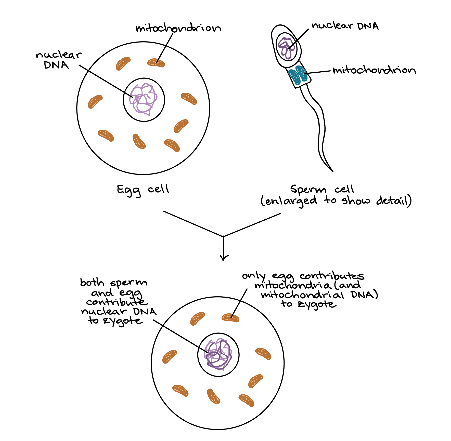 Tanto o espermatozoide quanto o óvulo contêm mitocôndrias e DNA nuclear. Quando se combinam na fecundação, o zigoto resultante conterá DNA nuclear de ambos os pais, mas irá possuir apenas as mitocôndrias (e, portanto, o DNA mitocondrial) do óvulo.