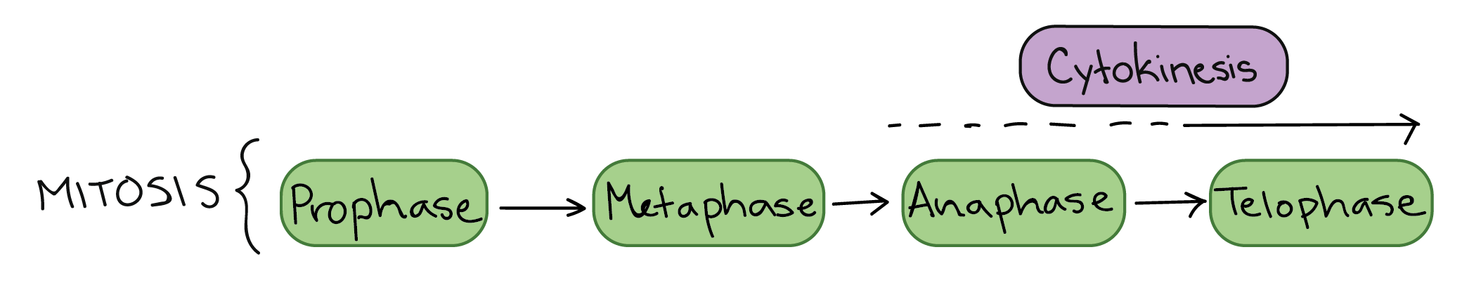 mitosis prophase metaphase anaphase telophase