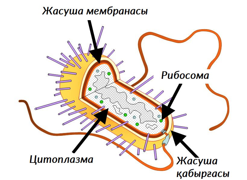 Порно сайттағы жалаңаш жұлдыздар, актрисалар мен тележүргізушілер