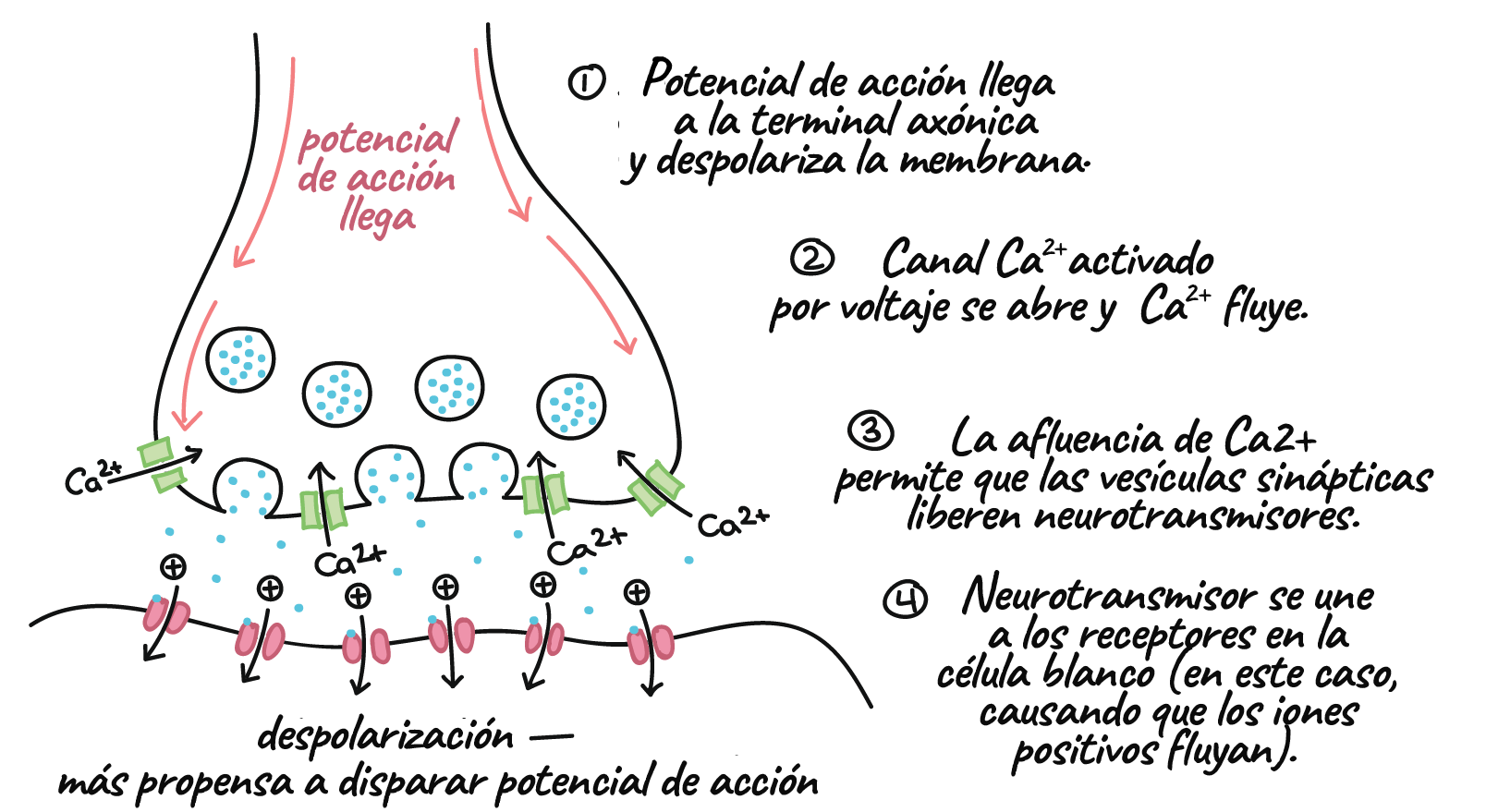 Proceso De Sinapsis Proceso De Sinapsis